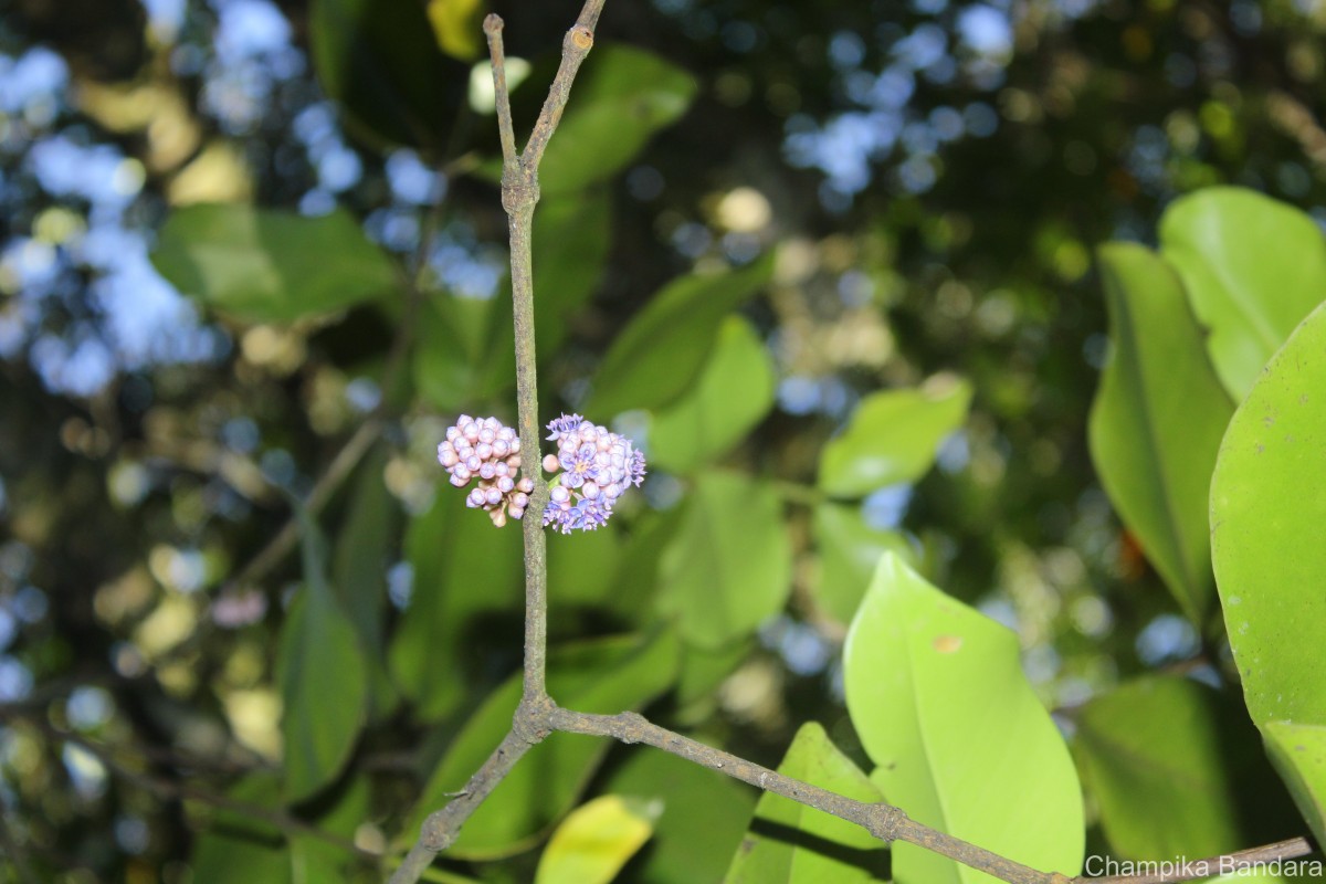 Memecylon macrocarpum Thwaites
